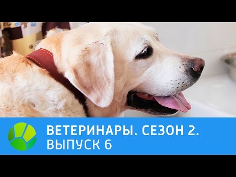 Видео: Ветеринары. Игуана, золотистый ретривер, птенец чайки, орловские рысаки. 2 сезон | Живая Планета