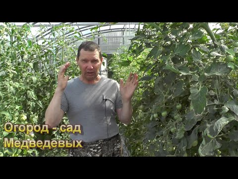 Видео: Скажи фитофторе томатов НЕТ