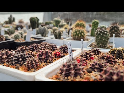 Видео: Новинки коллекции🌵| Солнца нет🌧 | Всё ещё бутоны🤦‍♀️🌸