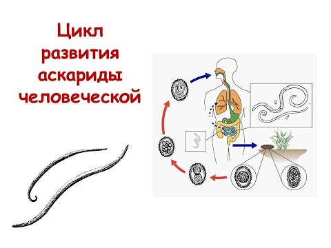 Видео: Жизненный цикл аскариды человеческой
