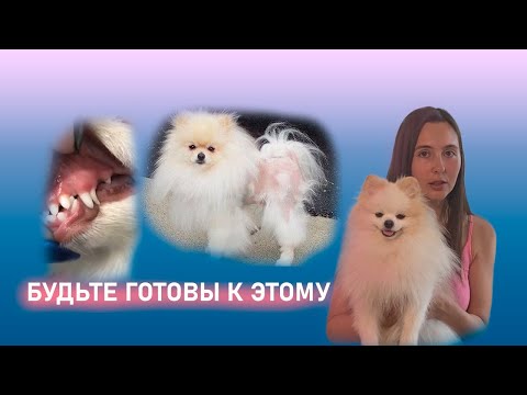 Видео: НЕ ПОКУПАЙ ШПИЦА - пока не посмотришь это видео