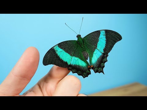 Видео: Родилось четыре новые бабочки одновременно! Бабочкарий. alex boyko