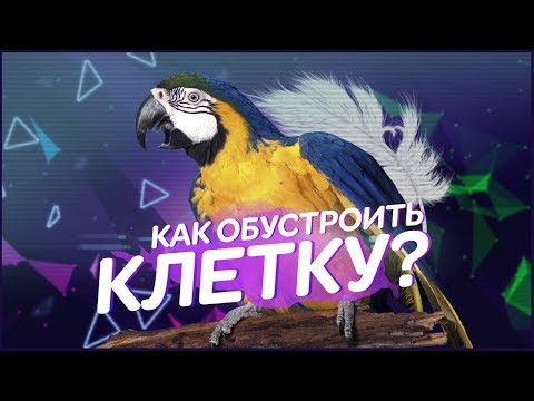 Видео: КЛЕТКА и её ОБУСТРОЙСТВО | как обустроить клетку для птиц?