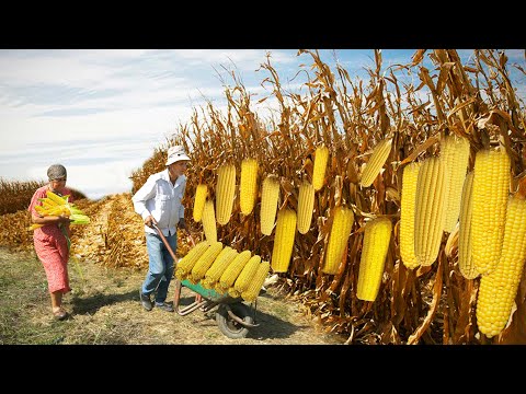 Видео: Большое кукурузное поле бабушки | Сбор кукурузы | Заготовка на зиму