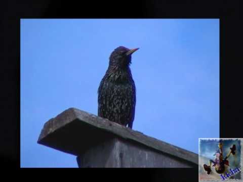 Видео: СКВОРЕЦ