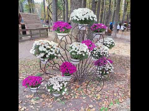 Видео: Неймовірне поруч. Бал хризантем. 