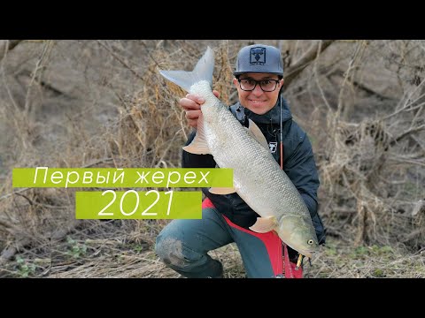 Видео: ВОТ ТАК ОТКРЫТИЕ СЕЗОНА! Первый жерех 2021 года. Ловля жереха на спиннинг весной