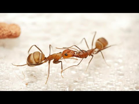 Видео: Распаковка! Муравьи! Camponotus nicobarensis!