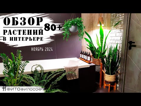 Видео: ОБЗОР РАСТЕНИЙ 80+ в квартире🌿 редкие кадры ЦВЕТЕНИЯ  Замиокулькаса и Сансевиерии! 🍃Новые листочки🍃