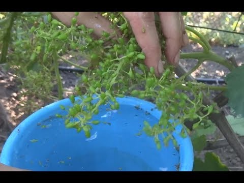 Видео: Как увеличить размер ягод винограда