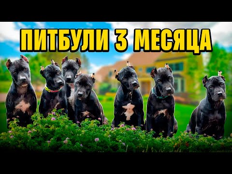 Видео: ПЕРВАЯ ПРОГУЛКА ПИТБУЛЯ В 3 МЕСЯЦА! ИГРЫ СО ЩЕНКОМ