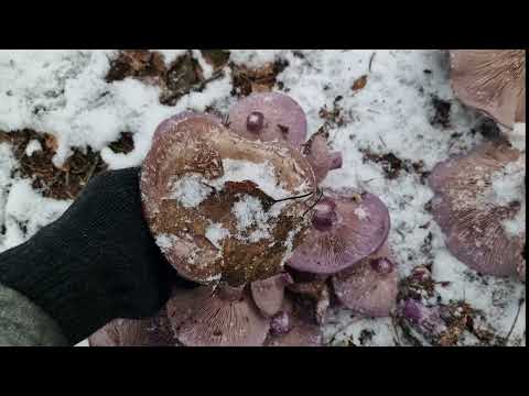 Видео: Грибник пришёл, а тут такое...грибы под снегом!!! Набираем по полной!