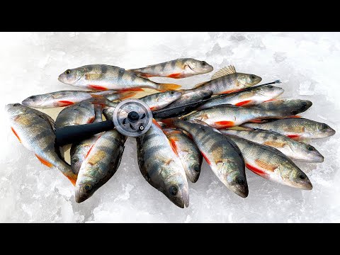 Видео: ЗДЕСЬ ОКУНИ ЗАГИБАЮТ КИВОК! РЫБАЛКА НА БЕЗМОТЫЛКУ в ГЛУХОЗИМЬЕ