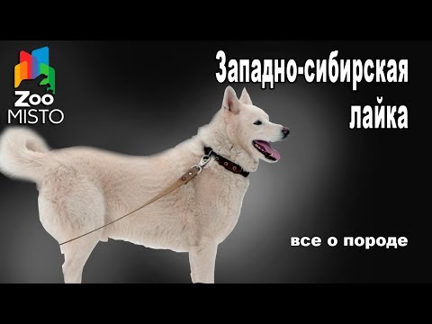 Видео: Западно-сибирская лайка - Все о породе собаки | Собака породы Западно-сибирская лайка