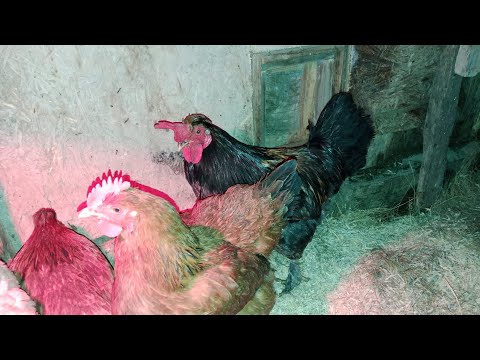 Видео: Тауық қораны тазалап, күшті болып қалды) #тауық #chicken #жұмыртқа #рек #куры #курятник #ayam