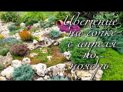 Видео: Цветение каменистой горки с апреля по ноябрь. Garden design.