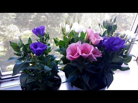 Видео: ЦВЕТЕНИЕ НИЗКОРОСЛОЙ ЭУСТОМЫ - БУКЕТНЫЙ СПОСОБ 🌺