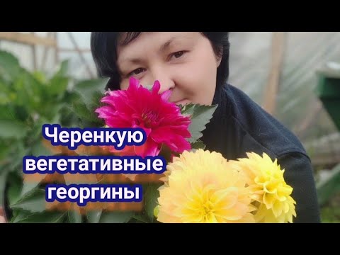 Видео: Черенкую вегетативные георгины. Условия для черенкования. Правильный черенок .