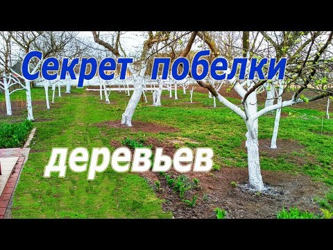 Видео: Побелка деревьев. Секрет в побелке, которая долго сохраняется.