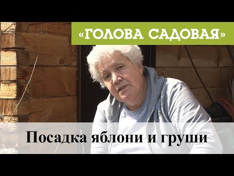 Видео: Голова садовая - Посадка яблони и груши