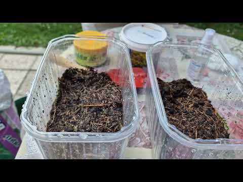 Видео: Ինչպես բազմացնել հապալասը ճյուղերից Как размножить голубику ветками