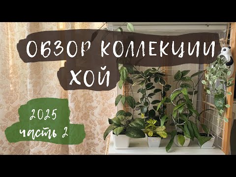 Видео: Обзор коллекции хой 2025 | Часть 2
