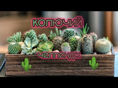 Видео: Колючий Челлендж Совместное раскрашивание с подписчиками