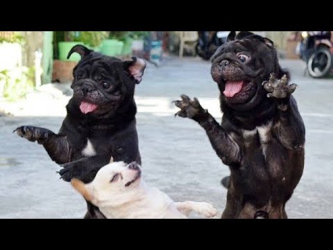 Видео: смешные мопсы🤣приколы