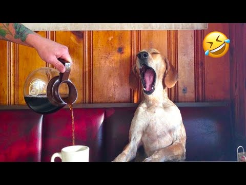 Видео: Самые смешные моменты с собаками и кошками, которые взорвали интернет. Попробуй не засмеяться! Че...