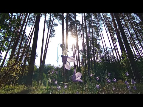 Видео: Дао 🍁 Осени в прямом эфире! Утро ☀️ Цигун ☯️ Тайцзи!