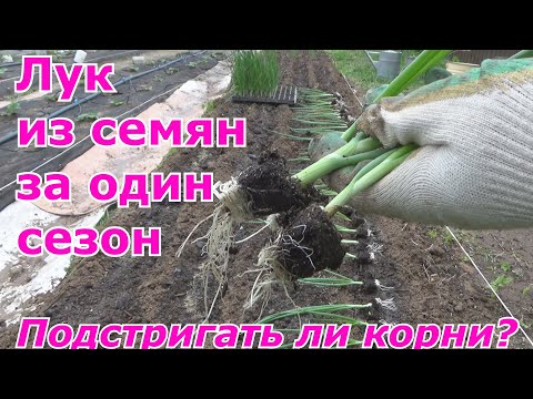 Видео: Высадка лука в грунт. Лук репка за один год из семян через рассаду. Подстригать ли перо и корни?