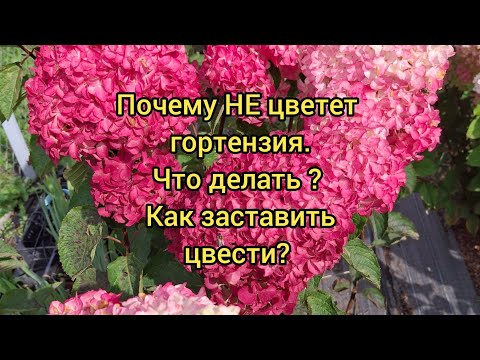 Видео: Не цветет гортензия ? Поздно набрала бутоны. Фрайз мельба. Как формировать?