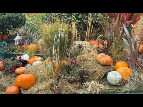 Видео: Осень, подготавливаем дачу к зиме, покупки для дома, для уюта и для себя!🏠🍁🍂