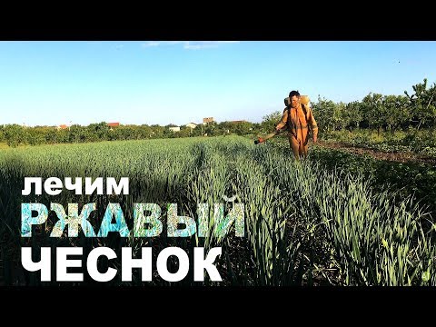 Видео: Ржавчина на чесноке