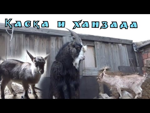 Видео: Еліктің лағы Құралай 🤗 Малдарымен танысты
