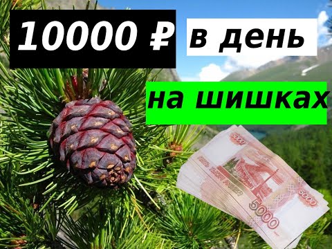 Видео: Сколько можно заработать на кедровых шишках?