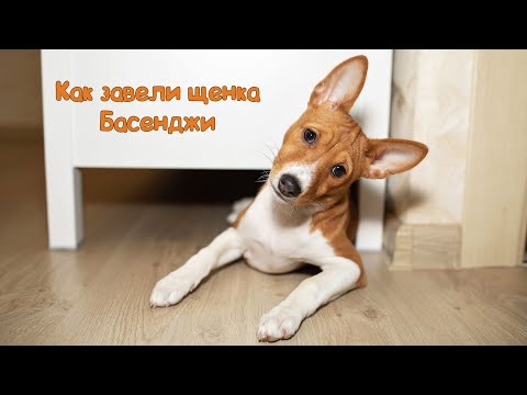 Видео: Как завели щенка Басенджи в 3 месяца | Basenji 3 months old