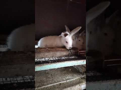 Видео: Кролики больше не болеют