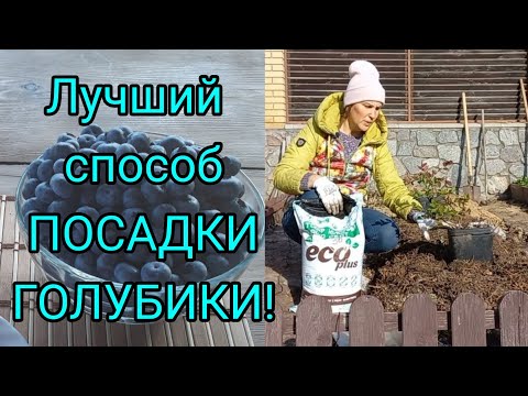 Видео: Как Посадить ГОЛУБИКУ||Лучший Способ Посадки ГОЛУБИКИ#голубика#blueberri#лохина#грунтдляголубики#сад