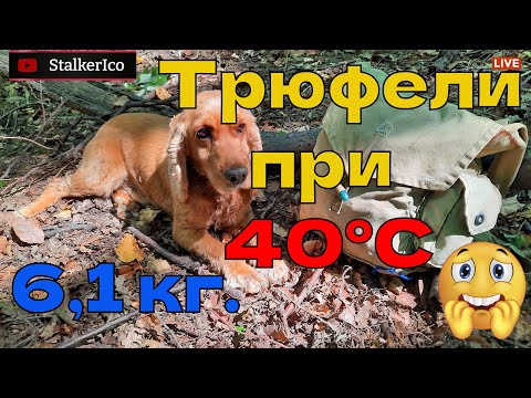 Видео: Лов на трюфели при 40°С / Truffle hunting at 40°C