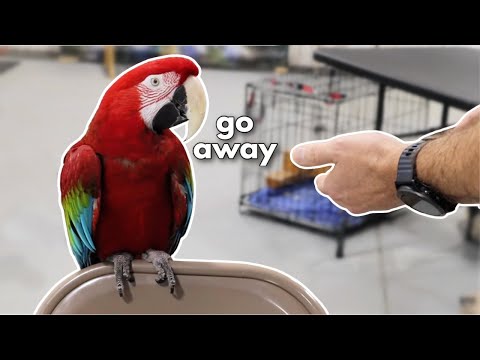 Видео: КАК ТРЕНИРОВАТЬ ЗЛОГО АРУ (ЧАСТЬ 1)