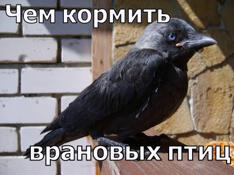 Видео: Чем кормить врановых птиц