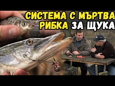 Видео: Система  с МЪРТВА РИБКА за ЩУКА / Системата "Драшкович"