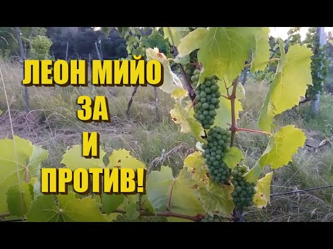 Видео: ВИНОГРАД ЛЕОН МИЙО ЗА И ПРОТИВ!