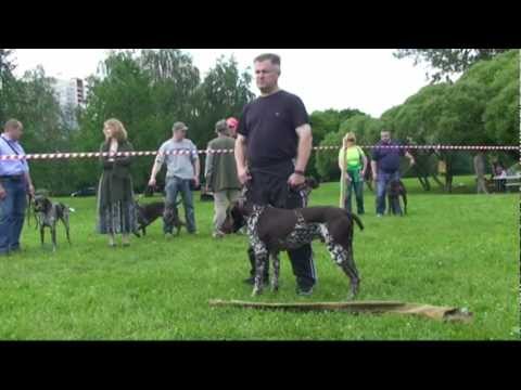 Видео: 237. 117-я выставка. Курцхаары кобели. Средняя группа.