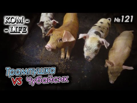 Видео: 🐷 Сделаем свиноводство снова великим!