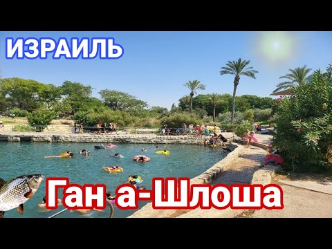 Видео: Израиль. Супер отдых одного дня. Парк Ган аШлоша. Пошли в гости к кенгуру. Вкусный обед в Бейт Шеан