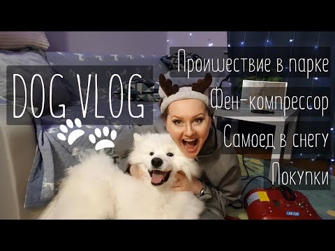 Видео: DOG VLOG 🐾👀 Новости | Покупки | Собаки в снегу | Обзор компрессора для сушки собак