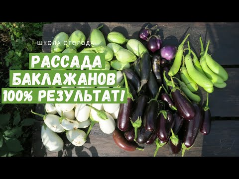 Видео: Всегда шикарная рассада баклажанов! Все секреты и полезные советы
