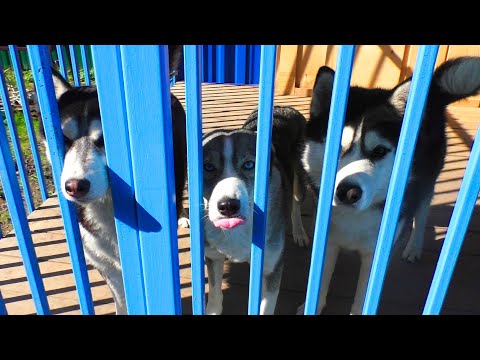 Видео: Мы нашли самую жадную собаку